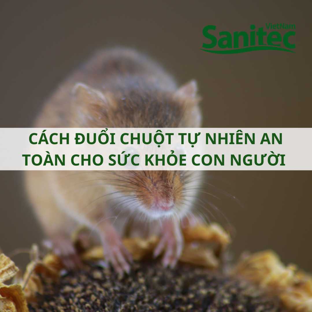 CÁCH ĐUỔI CHUỘT TỰ NHIÊN AN TOÀN CHO SỨC KHỎE CON NGƯỜI